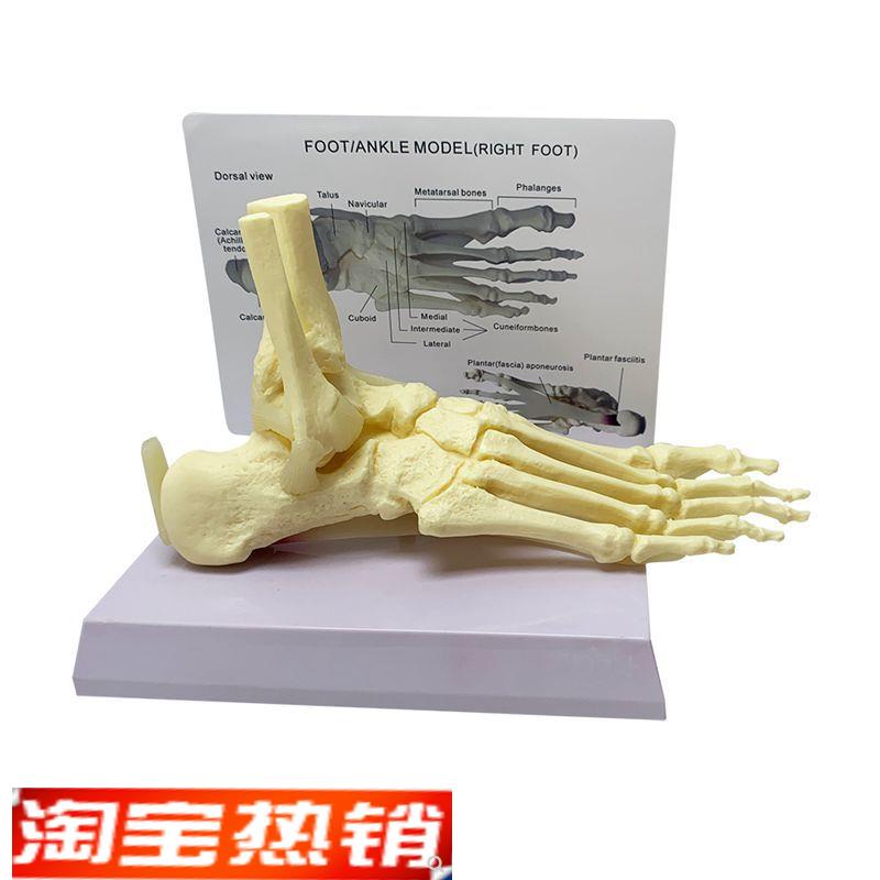 康泰医学模型足i底肌肉关节韧带踝关节外科跟运动康复足底关节肌