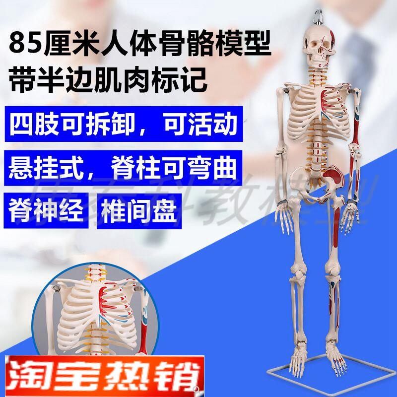 人体骨骼脊柱可弯曲活动瑜u伽上课用软脊椎肌肉起止点关节韧带神