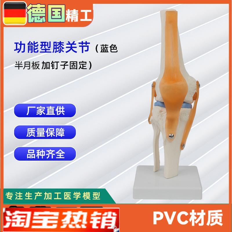 功能型膝关节模i型可弯曲十字韧带半月板灵活膝关节骨骼模型