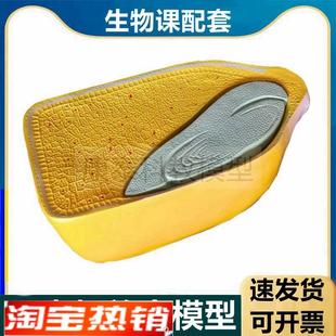 玉米籽粒双子叶单子叶植物茎叶y子构造植物细胞可拆卸芽荠菜胚发