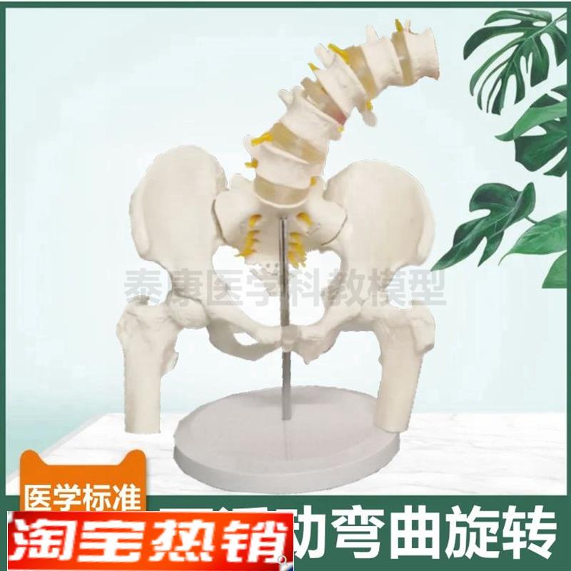 骨盆模型可e活动旋转耻骨联合骶髂关节股骨头人体腰椎前后弯曲侧