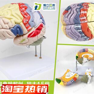 专业医学b人体大脑解剖模型脑功能放大1.5倍带标示教学脑科脑皮层