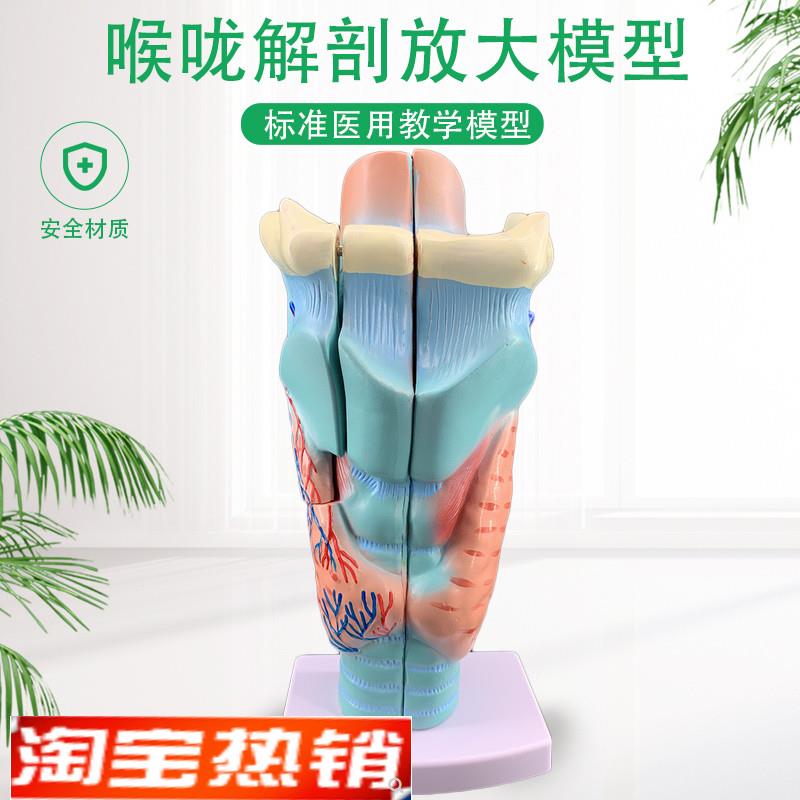 2倍放大咽喉模型喉咙解剖标本喉B部血管甲状腺喉结喉头医教学仿真