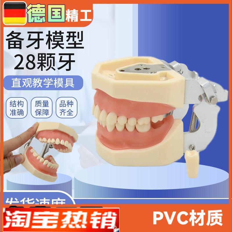 牙科口腔练习g备牙模型28颗牙齿可替换拆卸模型软牙龈窝洞制备
