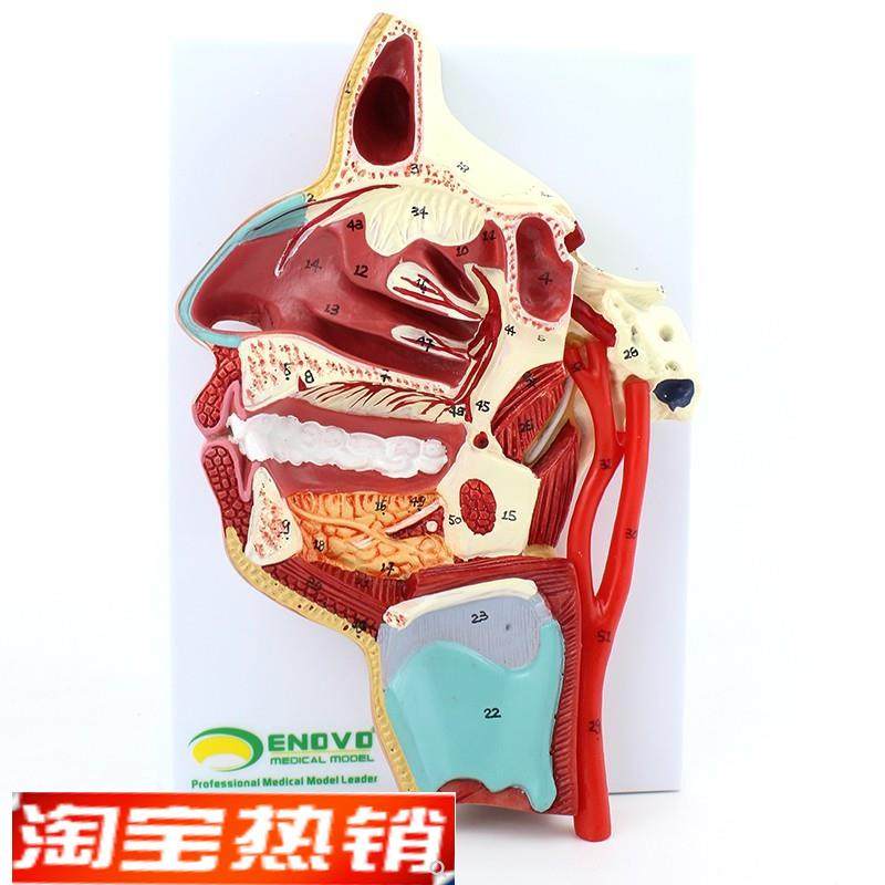 NOVO颐诺人体口y鼻咽喉内侧面血管神经模型,文具电教/文化用品/商务用品,教学仪器/实验器材,淘宝优惠券,粉丝福利购,淘宝优惠卷