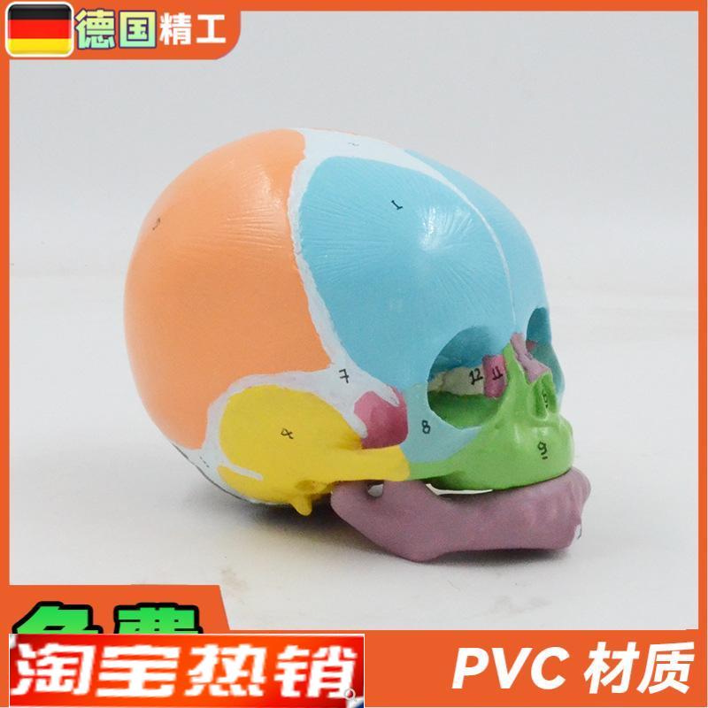 德国】1比1彩色婴儿q头骨模型数字标识额骨囟门下颌骨解剖教具医