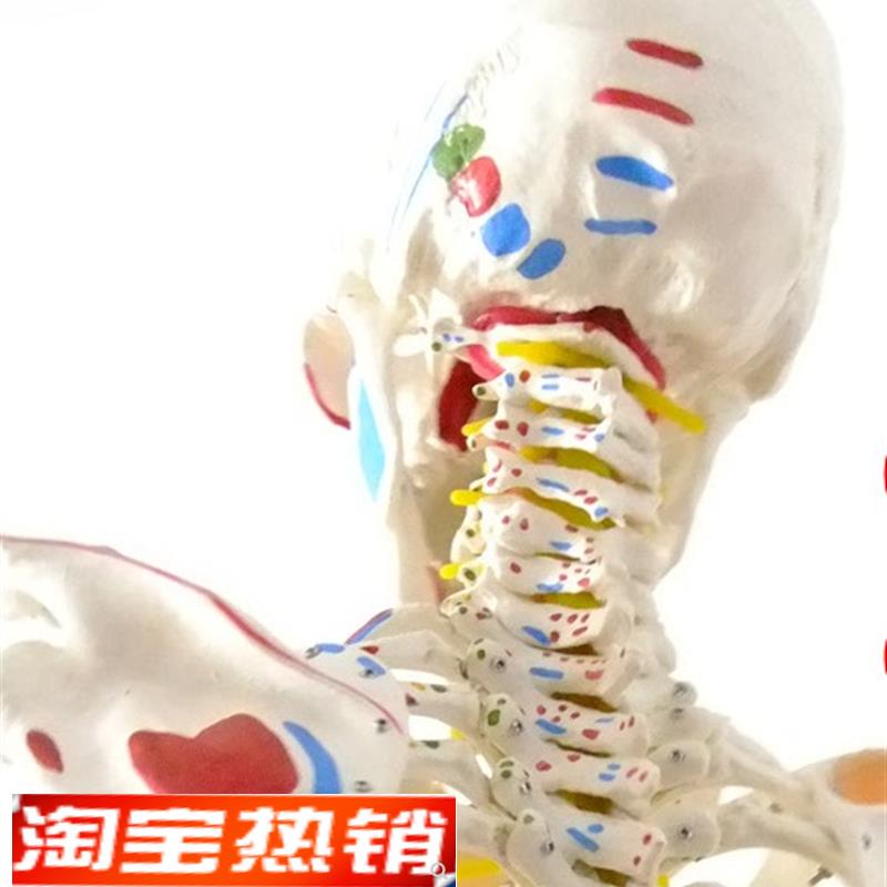 人体骨骼模型170cm人体骨骼B标本模型脊椎模型关节模型医用模型
