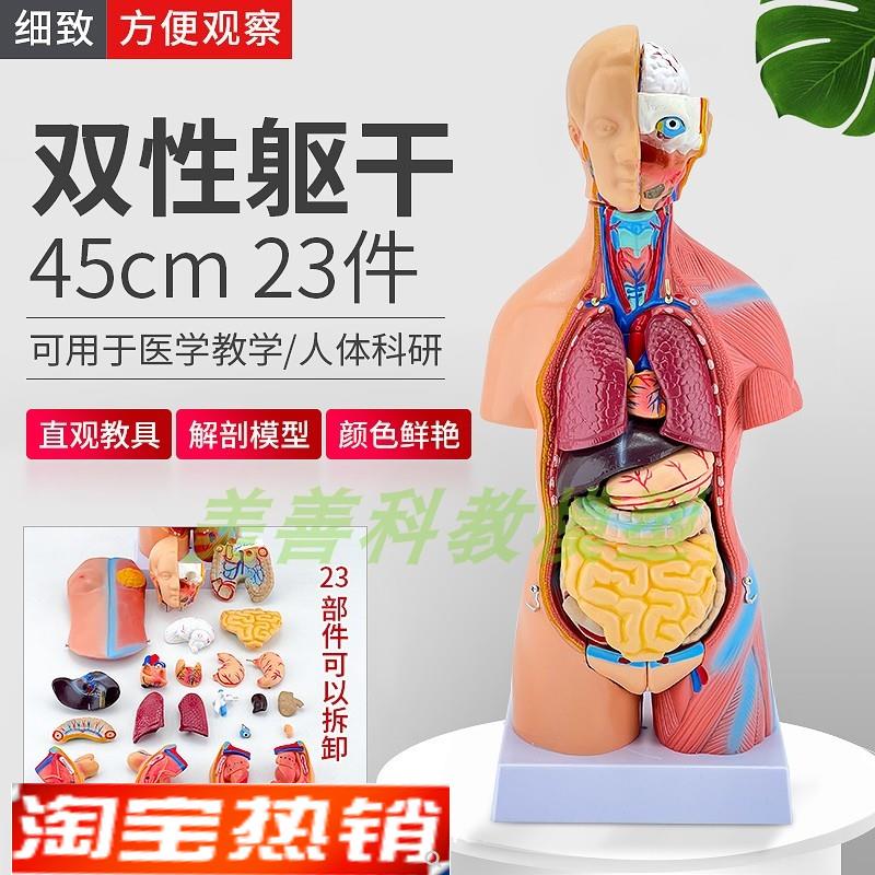 45CM人体模型解剖心脏骨骼全身结构G医学器官两性躯干内脏拼图儿