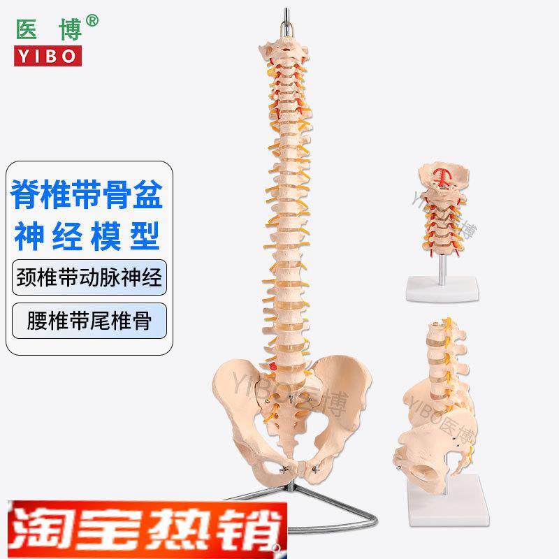 医博人体脊椎模型成人1:1腰椎颈椎带骨盆模型人体骨骼骨架模型成