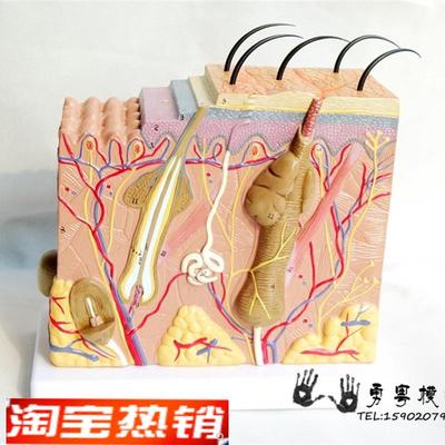 厂家直销人体皮肤毛囊组织结构放大H解剖模型实物拍摄教学模型
