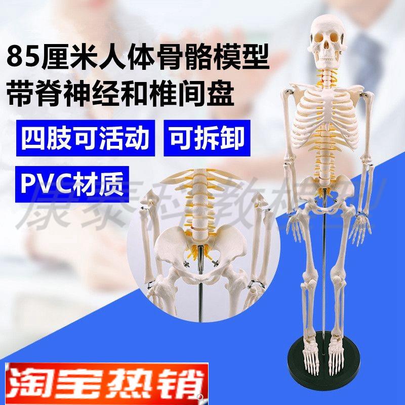 85厘米高骨骼模型脊神经椎间盘仿真心脏J血管肌肉起止点医用瑜伽