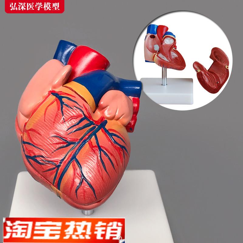 心脏模型人体内脏器官解剖血管动静脉结J构医学教学护理模具玩具