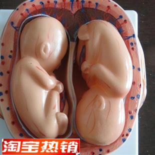 胎儿妊娠发育g过程模型/怀孕胎儿模型/妊娠胚胎模型(8件)