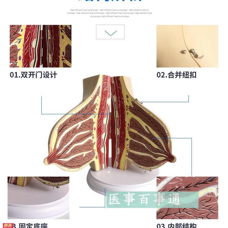 女性哺乳期乳房模型乳房解剖乳房模型母婴护理月嫂培训模型