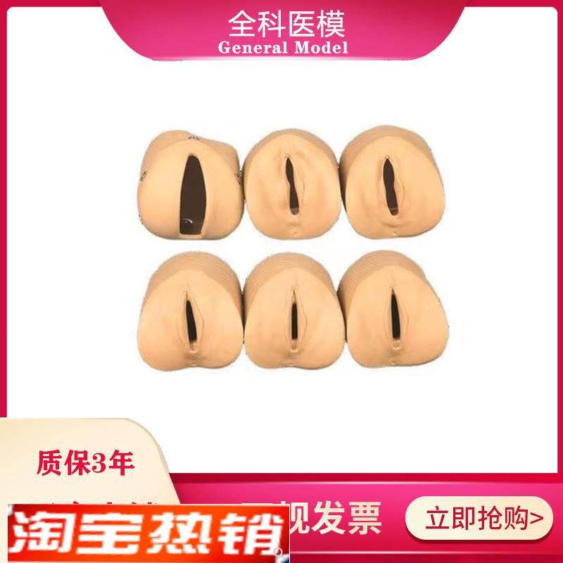 女性分娩生产宫口模型产前宫颈变化T与产道关系模型