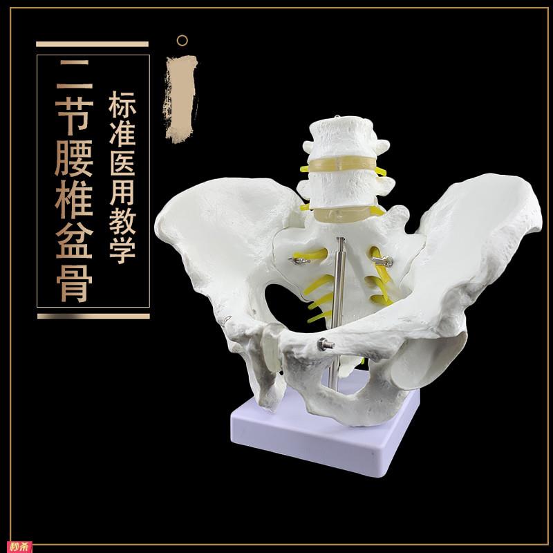 自然大骨盆带二节腰椎模型盆骨模型骨骼模型骨盆模型脊椎模型