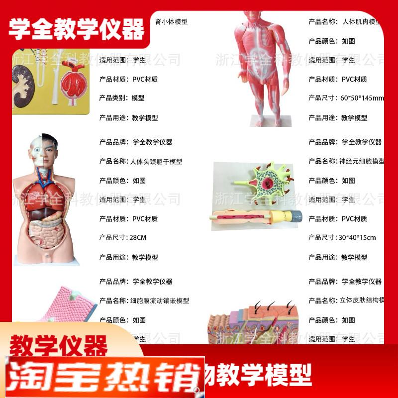 教学学生模型生物模型初高中实z验器材中学生物教学教学解剖模型