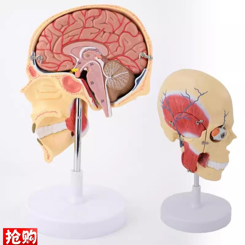 ENOVO颐诺人体m咀嚼肌模型颞颌关节颌面部解剖肌肉神经动静脉三叉