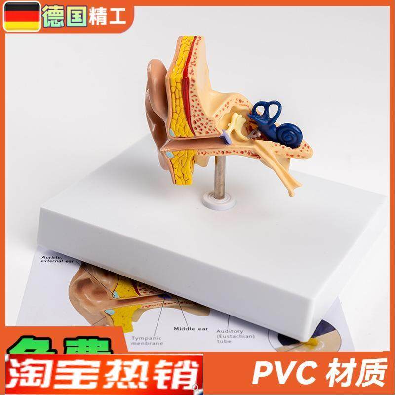 德国】耳朵结构j模型耳解剖模型外中内耳部听觉系统耳朵构造教学