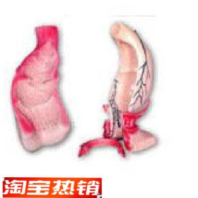 直肠和肛管模A型A12007