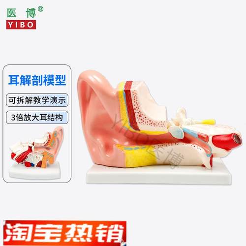 医博人体耳解f刨模型耳朵3倍放大模型耳朵结构构造展示教学模型