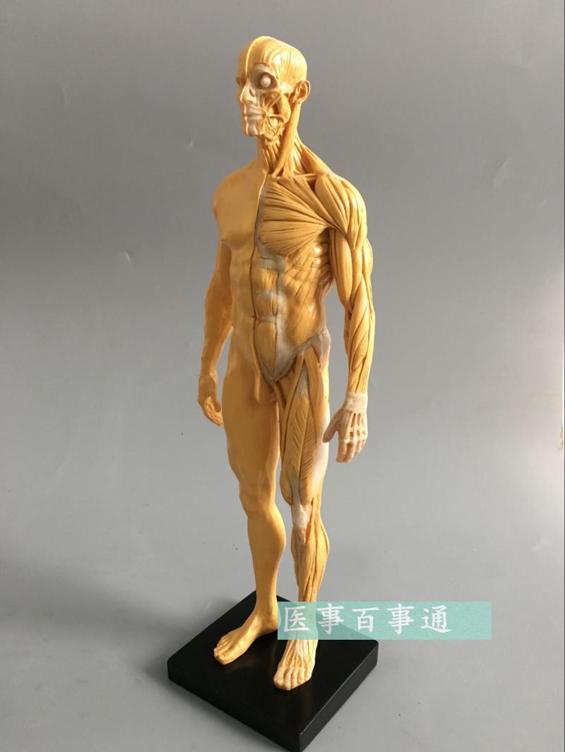 30cm艺用人体模型 肌肉骨骼解剖人体结构美术模型 CVG绘画雕塑黄