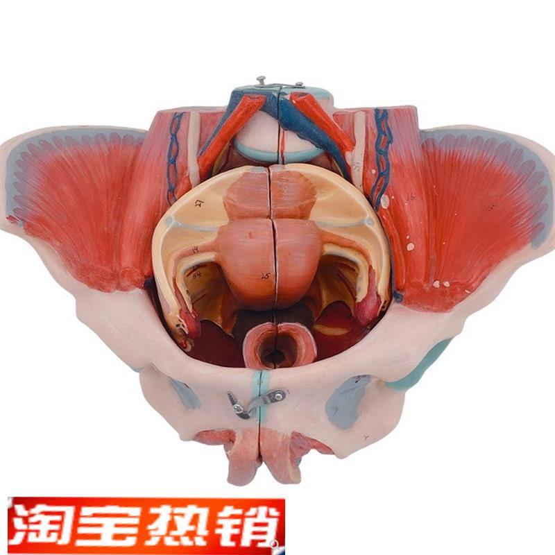 女性人体骨盆附S生殖器官模型