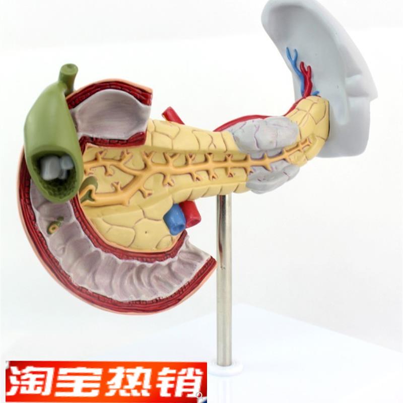 ENOVO颐诺医学用胰腺十二指肠和胆囊病理模O型消化系统消化科模型