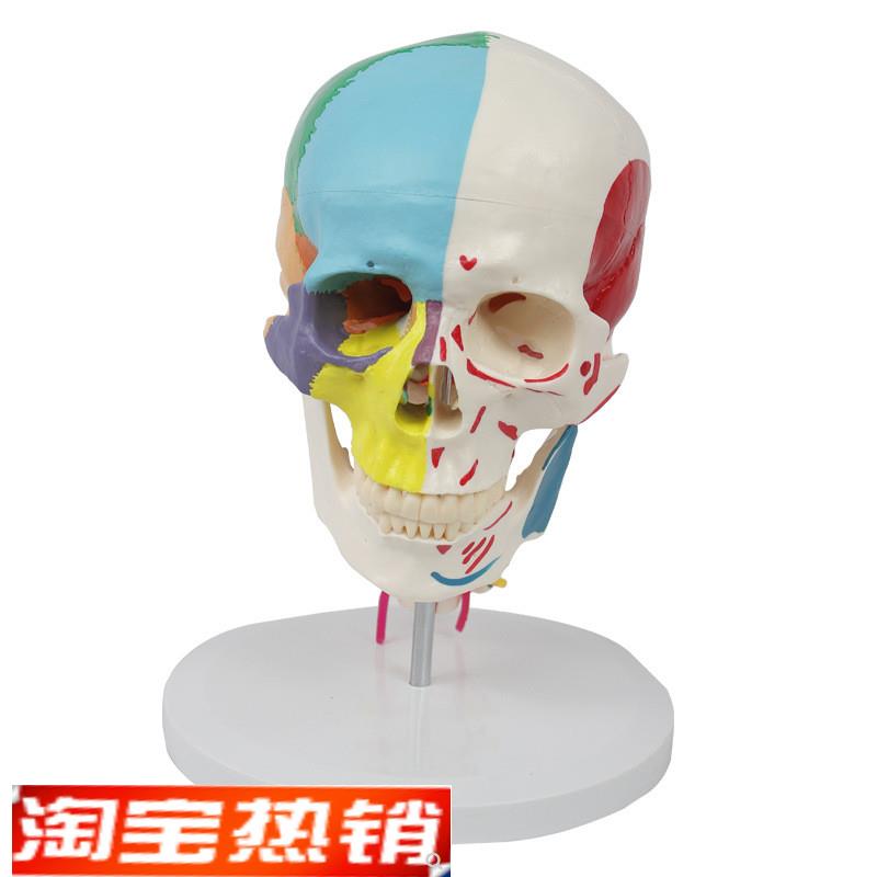 康泰模型成人e颅骨色彩分离肌肉起止点颈椎动脉神经下颌骨口腔医