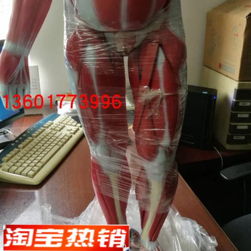 85cmb两性人体全身肌肉附内脏解剖模型两性互换人体全身肌肉解剖