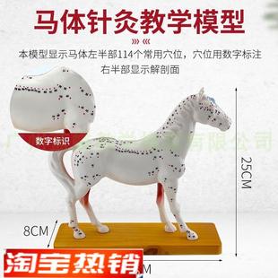 马体针灸模型马体解剖模型动物解C剖模型马穴位模型兽医教学教具