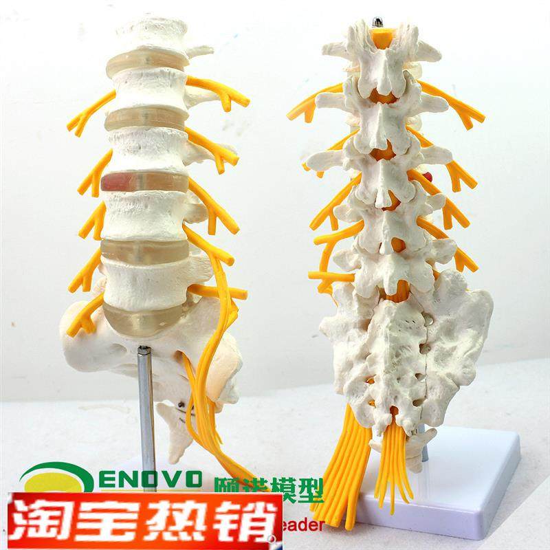 ENOVO颐诺医学人体五节腰椎模型马G尾神经坐骨神经模型脊椎骨科模,文具电教/文化用品/商务用品,教学标本/模型,淘宝优惠券,粉丝福利购,淘宝优惠卷