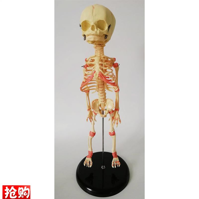 婴儿骷髅模型f28CM骨骼骨架人骨素描人体教学医用幼儿骨骼厂家直