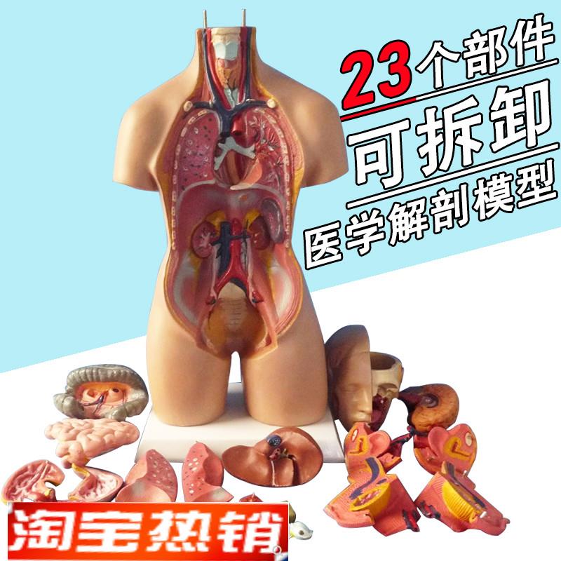 博科人体解剖模型m器官可拆卸医院用教学模型躯干系统结构图解剖
