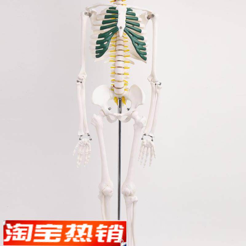 85cm人体g骨骼模型椎间盘脊柱脊椎神经正骨医用骨架模型关节