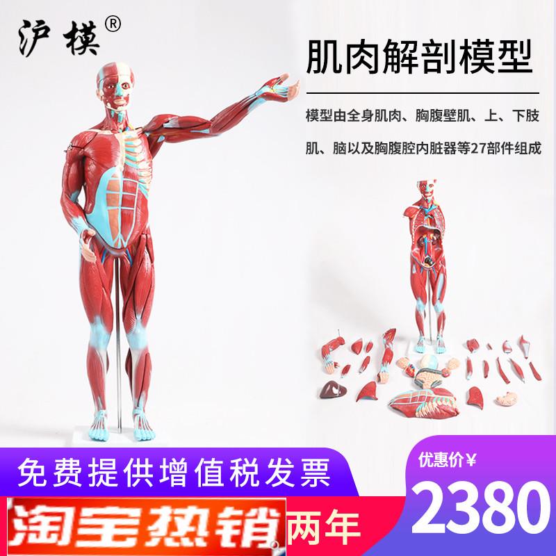 沪模人体肌肉g解剖模型内脏器官解剖模型人体全身肌肉组织解剖模