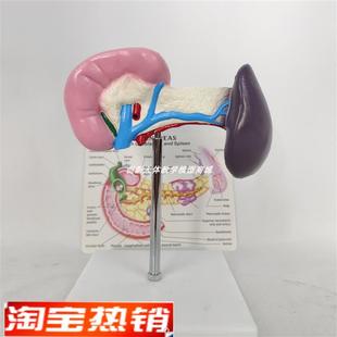 人体健康脾脏胰腺胰脏模型人类内脏器官解剖R演示医用教学教具