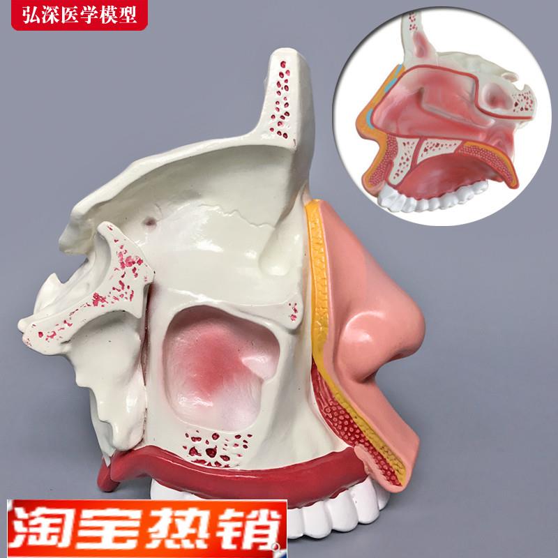 鼻腔解剖模型鼻子结构模具耳鼻喉科医学教学立体面部V微整形[弘深
