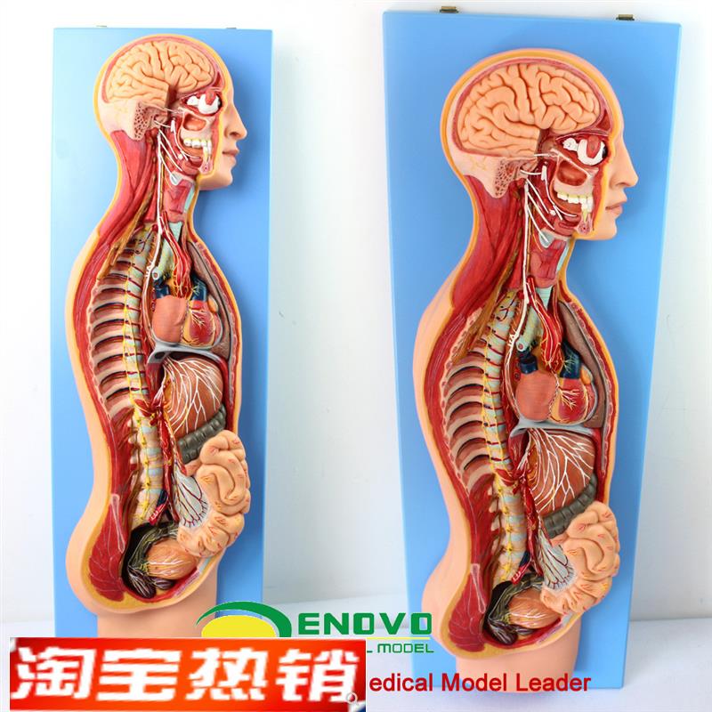 ENOVO颐诺人体医学交感神经系统模型脊柱M内脏关系胸外科解剖自主