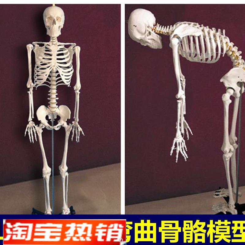 可弯曲人体骨骼模型170厘米y脊椎旋转活动肌肉起止点四肢关节韧带