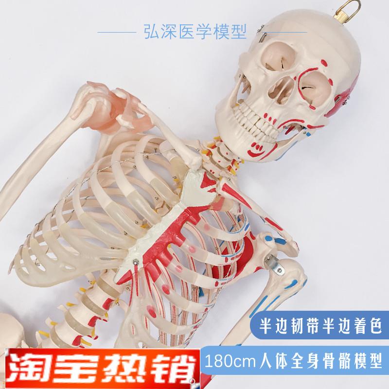 180人体全e身骨骼模型大骨架骷髅韧带肌肉起止点着色医学教学模具