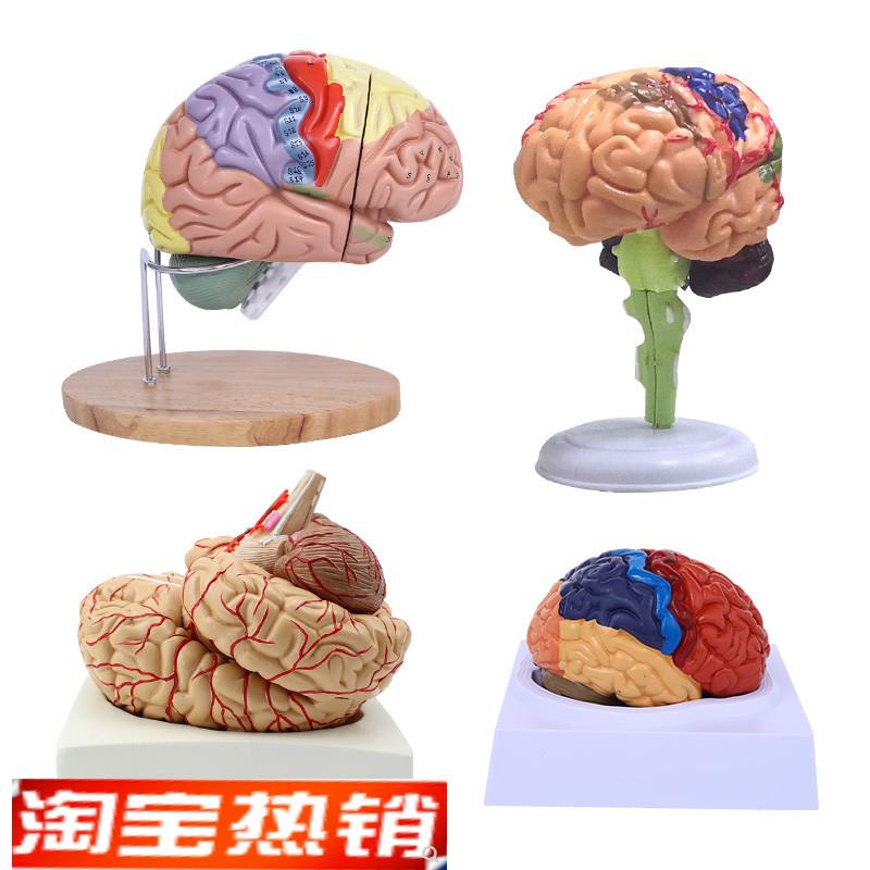 脑模型脑功能区域色n分模型人体大脑解剖模型人脑动脉构造脑神经