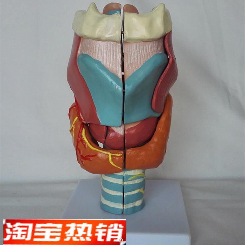 包邮人体喉放大解剖m模型(7件)器官结构解剖医用教学讲解展示