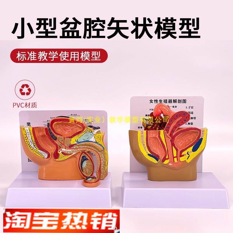 小型教学盆腔模型女性泌尿生殖系统G标本正中矢状切人体盆腔解剖