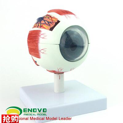 ENOVO颐诺专业版医学人体眼球解剖模型J眼睛解剖结构五官眼科结构