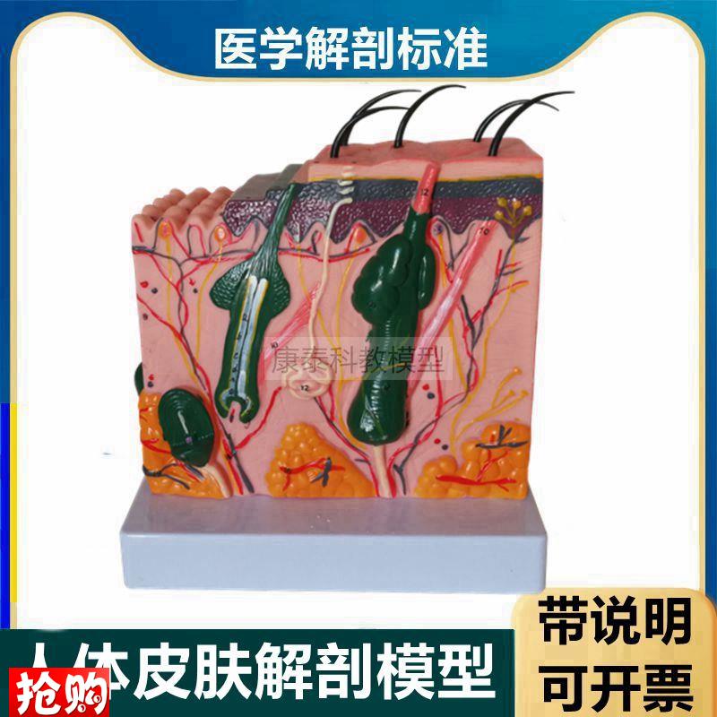 人体皮肤模e型带标识说明皮肤层次结构毛囊皮下组织美容微整形医