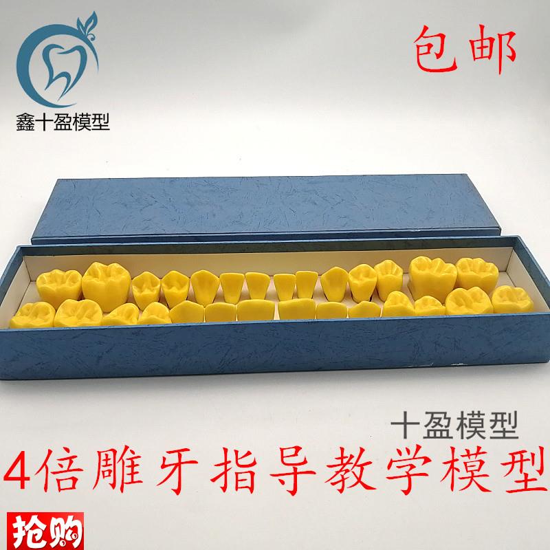 4倍标准a雕刻牙齿模型口腔牙科教学对照模型雕牙顺序模型包邮D19