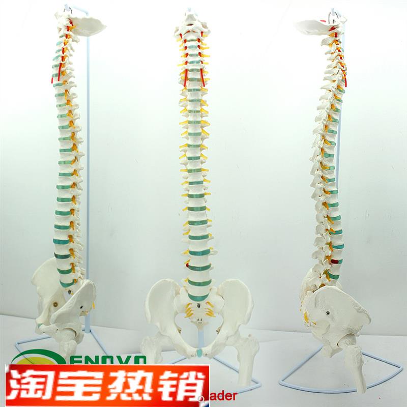ENOVbO颐诺医学人体脊柱模型脊椎骨盆颈椎胸椎腰椎整骨科骨骼模型