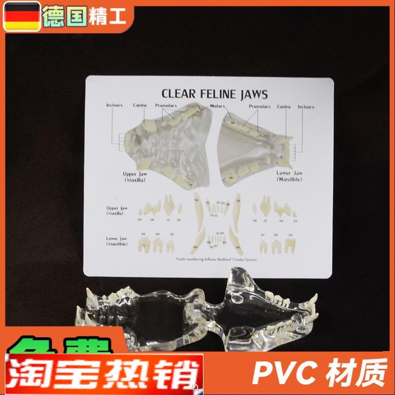 德国兽医宠物牙齿模型透明猫牙口腔猫牙J模教学演示动物仿真牙模