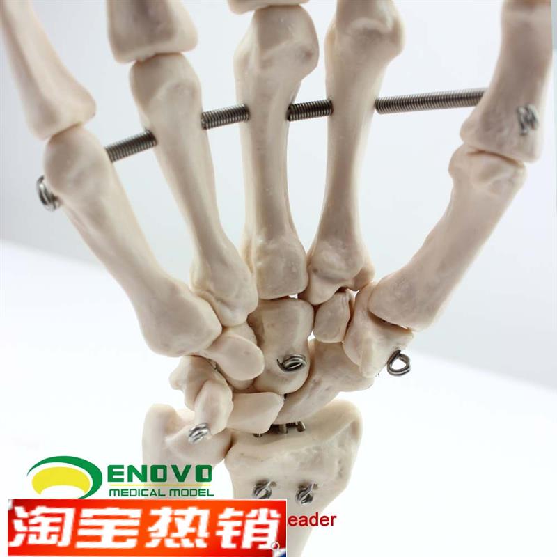 ENOVO颐诺医学人体手关节模型手骨尺骨桡骨模型人体骨.骼手足外科